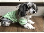청조동물병원에서 02월 15일 발견해서 보호하고 있는 강아지 정보입니다.