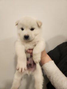119동물병원에서 02월 15일 발견해서 보호하고 있는 강아지 정보안내.