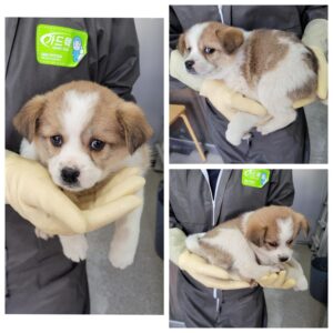 당진시동물보호소에서 보호중인 유기된 강아지소개합니다.