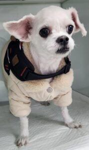 세종유기동물보호센터에서 보호중인 유기된 강아지입니다.