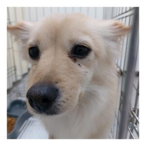 경주동물사랑보호센터에서 02월 16일 발견해서 보호하고 있는 강아지 정보안내.