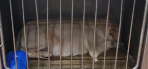 디아크 동물종합병원에서 02월 16일 발견해서 보호하고 있는 강아지 정보안내.
