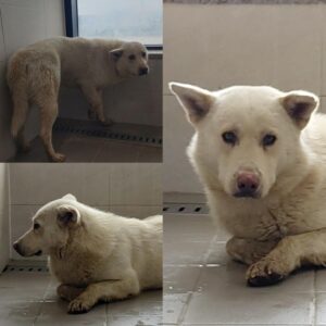 경주동물사랑보호센터에서 02월 16일 발견해서 보호하고 있는 강아지 정보.