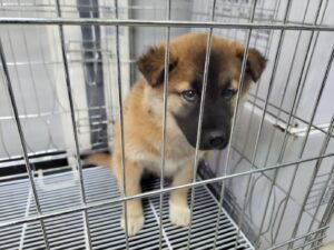 고양시동물보호센터에서 보호중인 유기된 강아지소개합니다.