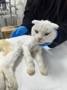 반려동물보호센터에서 보호중인 유기된 고양이정보.