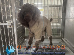 한국동물구조관리협회에서 02월 16일 발견해서 보호하고 있는 강아지 정보안내.