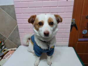 행복한동물병원에서 보호하고 있는 유기된 강아지안내드립니다.