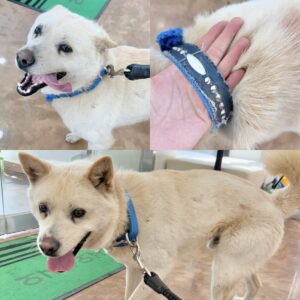 경주동물사랑보호센터에서 02월 17일 발견해서 보호하고 있는 강아지 정보안내.