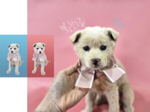 (사)영일동물플러스에서 보호중인 유기된 강아지안내드립니다.