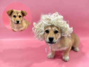 (사)영일동물플러스에서 02월 17일 발견해서 보호하고 있는 강아지 정보.