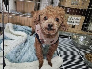 진해유기동물보호소에서 보호중인 유기된 강아지정보.