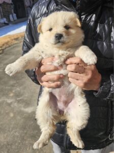 창녕 유기동물보호소에서 02월 17일 발견해서 보호하고 있는 강아지 정보.