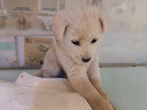 행복한동물병원에서 02월 17일 발견해서 보호하고 있는 강아지 정보입니다.