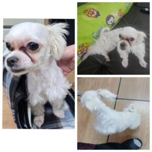 당진시동물보호소에서 02월 18일 발견해서 보호하고 있는 강아지 정보안내.