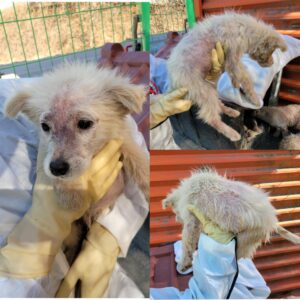 당진시동물보호소에서 02월 18일 발견해서 보호하고 있는 강아지 정보안내.