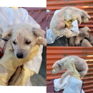 당진시동물보호소에서 02월 18일 발견해서 보호하고 있는 강아지 정보입니다.