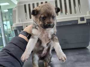 남부여동물보호소에서 02월 18일 발견해서 보호하고 있는 강아지 정보안내.
