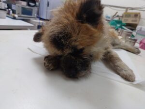 행복한동물병원에서 02월 18일 발견해서 보호하고 있는 강아지 정보안내.