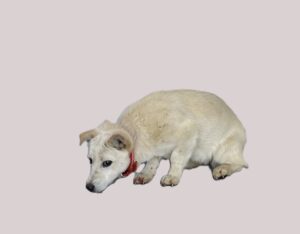 사천시 동물보호센터에서 보호하고 있는 유기된 강아지안내드립니다.