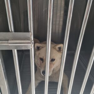 최동물병원에서 02월 19일 발견해서 보호하고 있는 강아지 정보입니다.