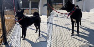 구미시 동물보호센터에서 보호중인 유기된 강아지안내.