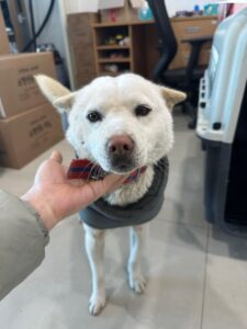 반려동물보호센터에서 02월 19일 발견해서 보호하고 있는 강아지 정보입니다.