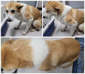 논산시 동물보호센터에서 02월 19일 발견해서 보호하고 있는 강아지 정보.