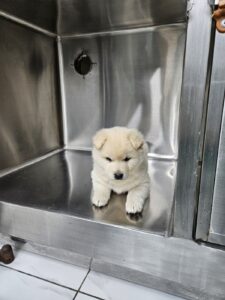신공항동물병원에서 02월 19일 발견해서 보호하고 있는 강아지 정보입니다.