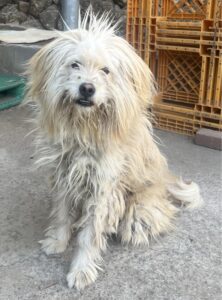하동군유기동물보호소에서 02월 19일 발견해서 보호하고 있는 강아지 정보입니다.