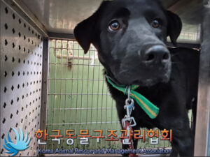 한국동물구조관리협회에서 보호하고 있는 유기된 강아지안내합니다.