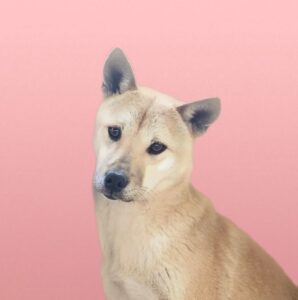 (사)영일동물플러스에서 보호하고 있는 유기된 강아지소개합니다.