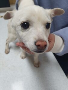 최종주동물병원에서 보호중인 유기된 강아지안내.