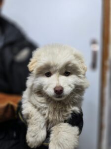 이성준동물병원에서 보호중인 유기된 강아지정보.