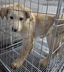 통영시동물보호센터에서 02월 19일 발견해서 보호하고 있는 강아지 정보안내.