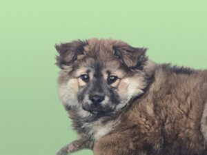 (사)영일동물플러스에서 02월 19일 발견해서 보호하고 있는 강아지 정보.