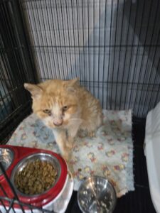 군산유기동물보호센터에서 02월 19일 발견해서 보호하고 있는 고양이 정보안내.