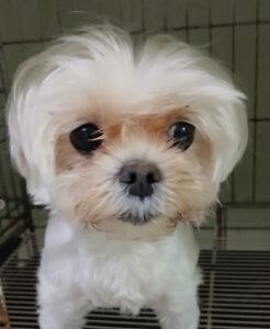 대구유기동물보호센터에서 02월 19일 발견해서 보호하고 있는 강아지 정보입니다.