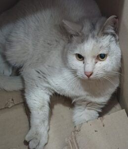 수원시 동물보호센터에서 02월 20일 발견해서 보호하고 있는 고양이 정보안내.