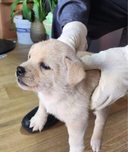 종합축산에서 02월 20일 발견해서 보호하고 있는 강아지 정보안내.