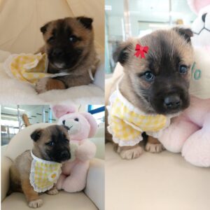 경주동물사랑보호센터에서 02월 20일 발견해서 보호하고 있는 강아지 정보안내.
