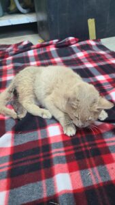 군산유기동물보호센터에서 보호중인 유기된 고양이입니다.