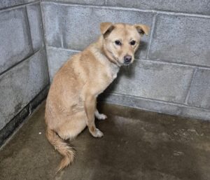 군산유기동물보호센터에서 02월 20일 발견해서 보호하고 있는 강아지 정보안내.