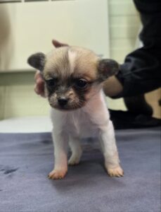 반려동물보호센터에서 보호중인 유기된 강아지안내드립니다.