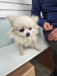 동구종합동물병원에서 보호하고 있는 유기된 강아지안내.