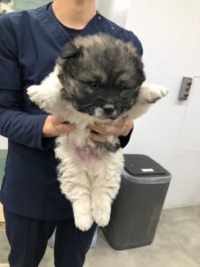 디디동물병원에서 보호중인 유기된 강아지안내합니다.
