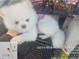 대전동물보호센터에서 02월 21일 발견해서 보호하고 있는 강아지 정보입니다.