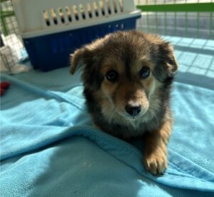 군산유기동물보호센터에서 보호하고 있는 유기된 강아지정보.