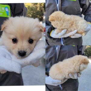 당진시동물보호소에서 02월 21일 발견해서 보호하고 있는 강아지 정보.