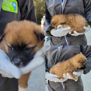 당진시동물보호소에서 보호중인 유기된 강아지정보.