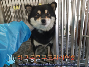 한국동물구조관리협회에서 보호하고 있는 유기된 강아지안내.